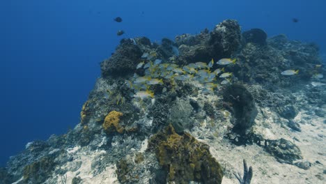 cozumel.reef and fish. mexico. underwater world