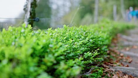 Wind-moves-the-small-leaves-of-a-bush-at-the-edge-of-the-road,-close-up