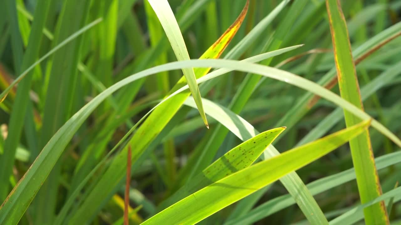Grass Extreme close-up detail video