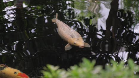 a goldfish swims on the surface of a pond the fish 4k 2025 07 24 06 05 43 utc.mov | animals, aqua, aquarium, background