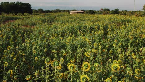 Granja-De-Girasoles-Durante-La-Puesta-De-Sol-Con-Exuberantes-Hojas-Verdes-En-Una-Granja-En-África