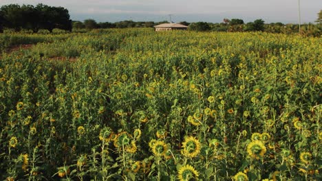 granja de girasol durante la puesta de sol con hojas verdes exuberantes en una granja en áfrica