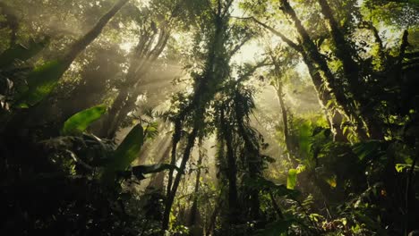 sun rays illuminating tropical rainforest trees and canopy, inside jungle majestic background