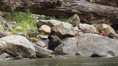 oso grizzly adulto comiendo pescado detrás de los riscos en el río en un día lluvioso en el bosque lluvioso great bear en columbia británica, canadá