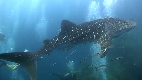 whale shark with divers