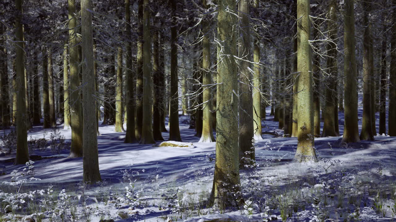 Winter landscape showcasing tall pine trees and snow covered forest floor