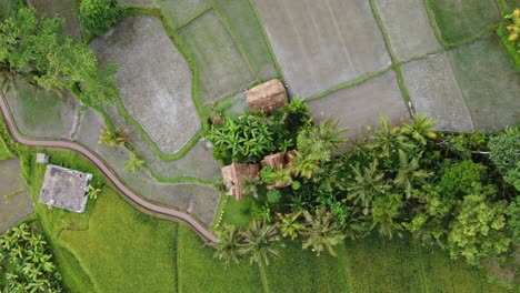 Agricultor-Trabajando-En-Campos-De-Arroz-Que-Rodean-Su-Cabaña,-Aérea