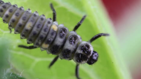 macro de primer plano de larva de mariquita de dos puntos en estudio descansando y arrastrándose sobre una hoja verde 02