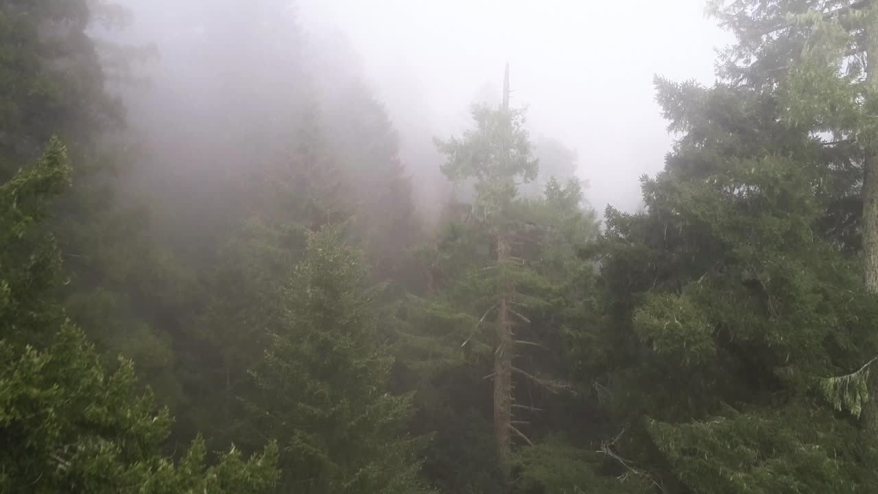 미국 캘리포니아 북부 에 있는 레드우드 국립 숲 의 안개 가 가득 한 나무 들 을 통해 발사 된 드론