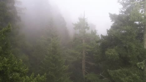 a drone shot through the foggy trees of the redwood national forest in northern california, usa