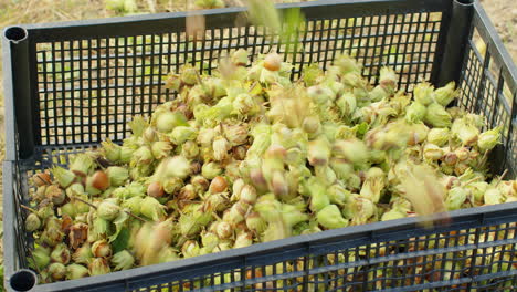 ripe hazelnuts in nutshells are poured into box in garden, big pile of raw fresh picked nuts fruit