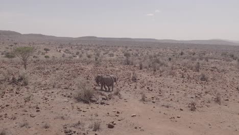 drone shot capturing african elephants grazing near a single acacia tree in a dry, rocky savannah. the semi-arid landscape stretches into the horizon with scattered shrubs and distant hills