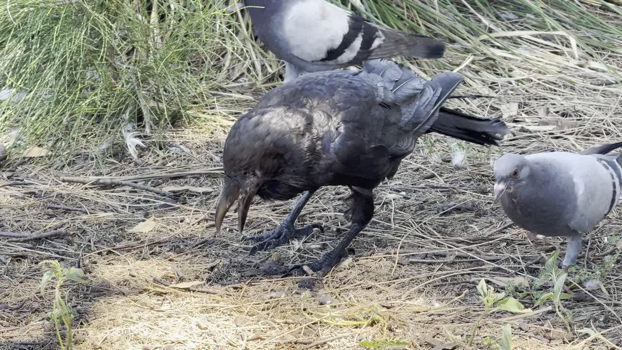 緑豊かな屋外の公園で、オーストラリアガラスが歩いたり止まったりしています。自然な行動と落ち着いた佇まいを見せています。