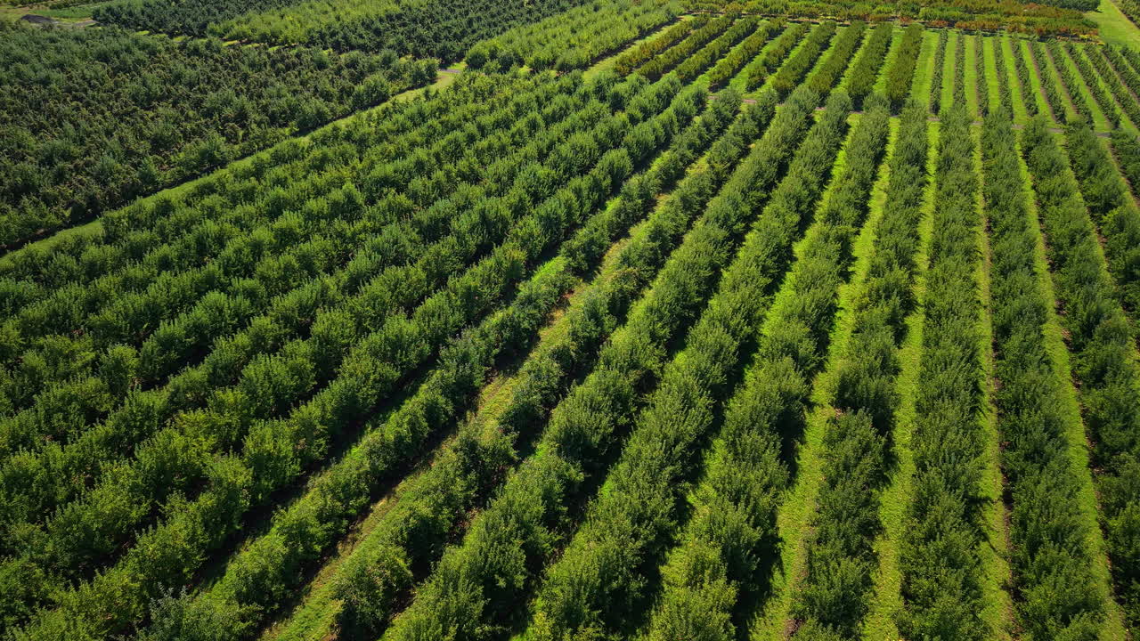 Luftfoto av grønne frukthagerekker