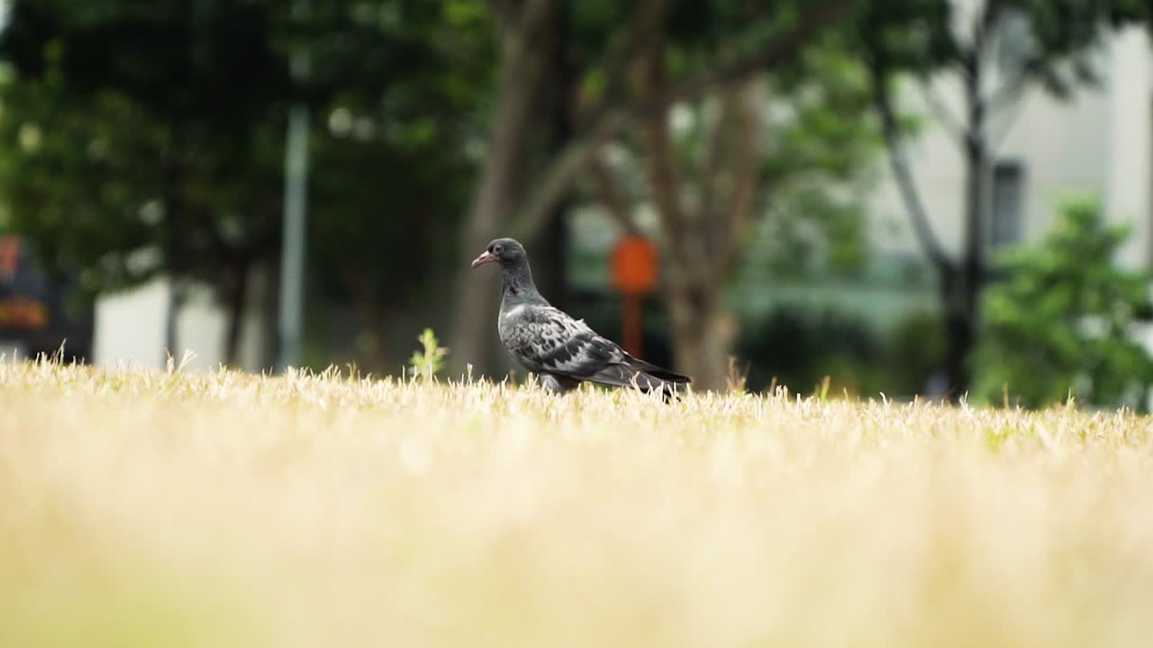 A wild city pidgeon walks along a field in the middle of the city