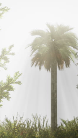 a palm tree stands tall in a foggy tropical forest