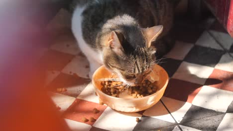 tabby cat eating from bowl