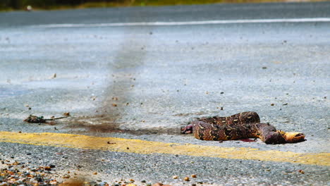 flies swarming gory snake and mouse roadkill next to yellow line on asphalt