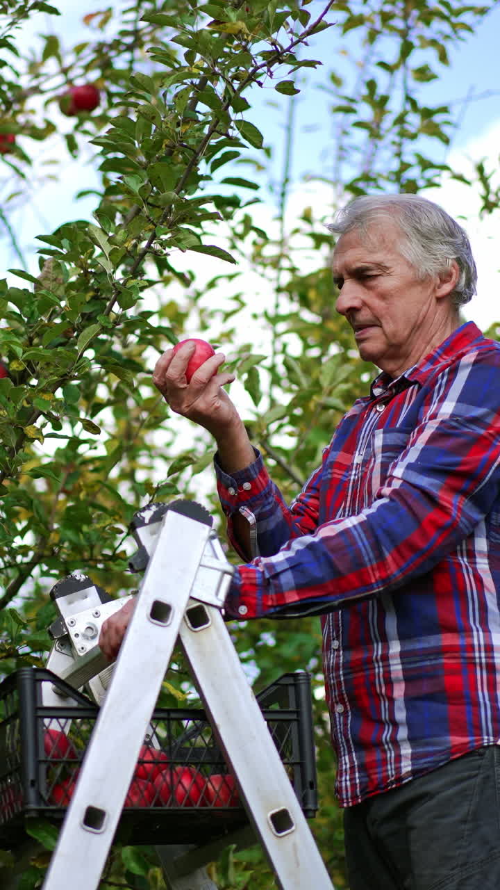 Old man in bright shirt standing on the step ladder and gathering apples from a big tree. Season of harvesting fruit in the orchard. Vertical video