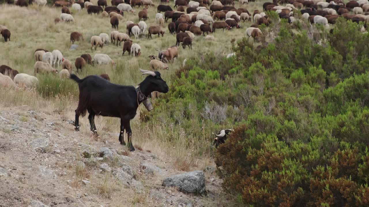 Portekiz'deki Serra da Estrela'da, kayanın üzerinde duran siyah keçi ve arka planda sürü