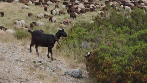Black-goat-on-rock-and-flock-in-background,-Serra-da-Estrela-in-Portugal