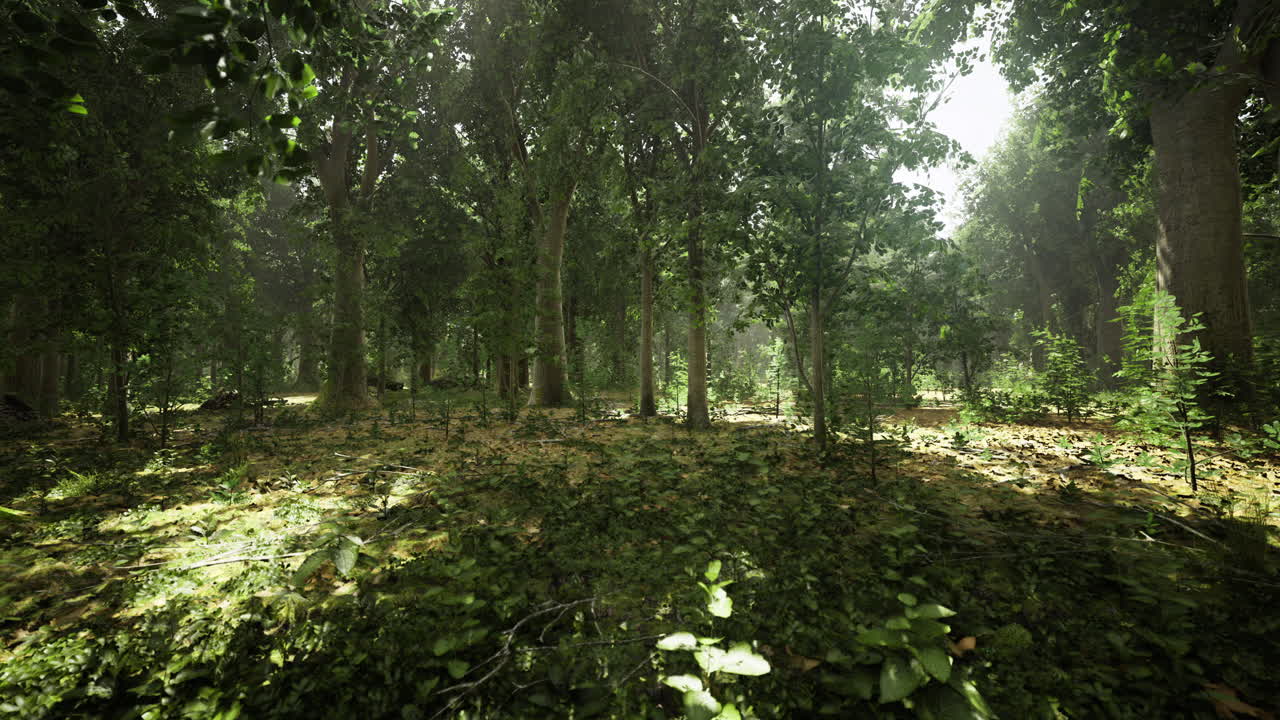 Sunlight filters through a verdant forest revealing natures beauty