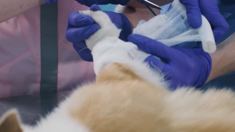 veterinarian team bandages the paw of a sick corgi dog