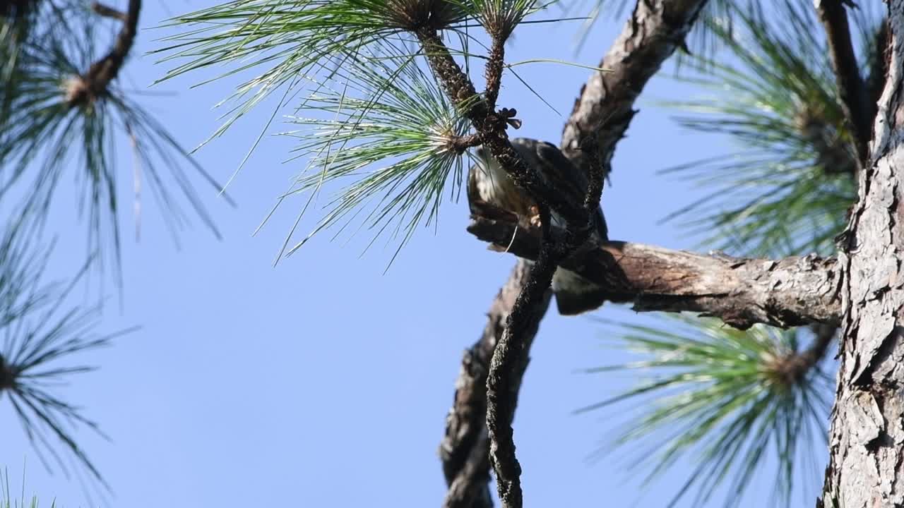 Young Mississippi Kite struggling with balancing on a limb, then cleaning and tending to it's beak
