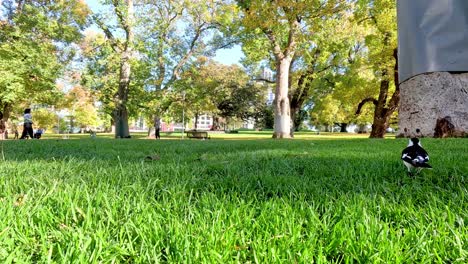 pájaro caminando por la hierba en el parque de melbourne