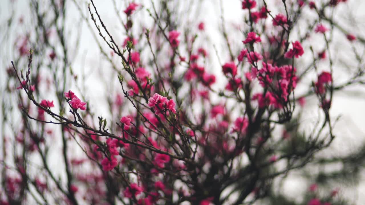 Fiori di ciliegio rosa che ondeggiano dolcemente nel vento di giorno a Kyoto, Giappone