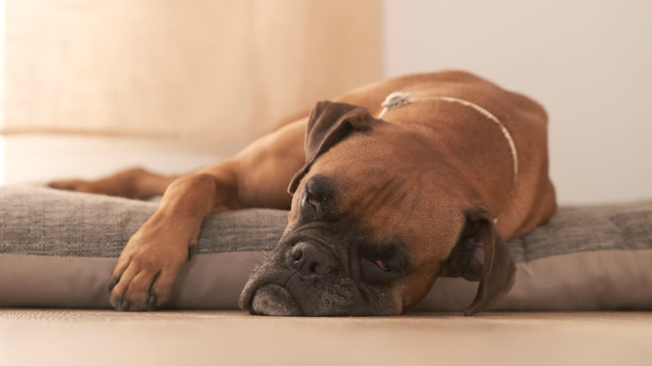 Lazy Boxer dog resting on pet bed at home