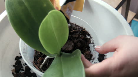 La-Mujer-Vierte-La-Tierra-En-Una-Maceta-De-Orquídeas.