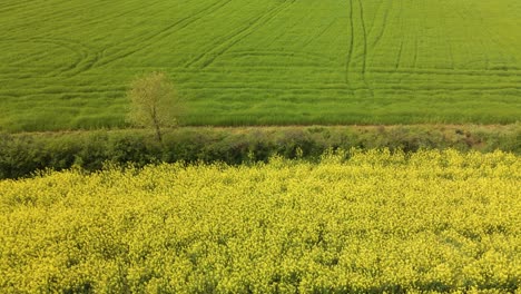 Rapsfeld,-Im-Vordergrund-Blühend,-Im-Hintergrund-Grün