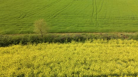 rapeseed field, flowering in foreground, green at background
