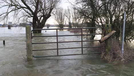 Closeup-and-reveal-of-high-water-levels-of-the-river-IJssel-that-overflowed-into-the-floodplains-with-winter-barren-trees-along-a-closed-of-submerged-meadow-pathway