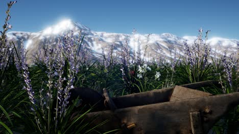 lavender field with blue sky and mountain cover with snow