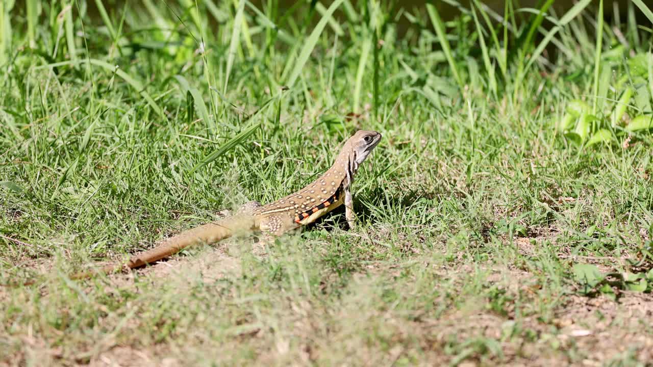 도마은 은 날에 따뜻함을 즐긴다.