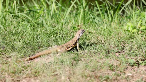 a lizard enjoys the warmth on a sunny day.