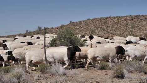 dorper sheep are a south african breed with black head and white body