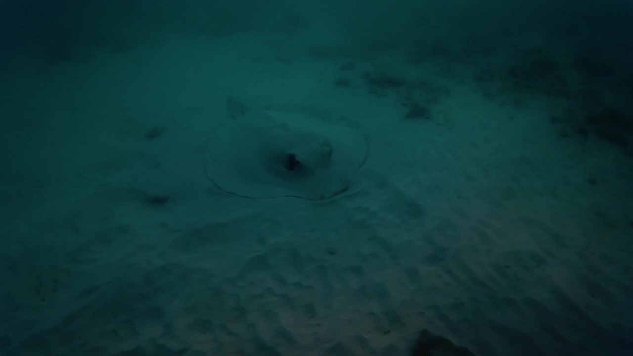 Manta Ray Sleeping Under The Sand Of The Seafloor