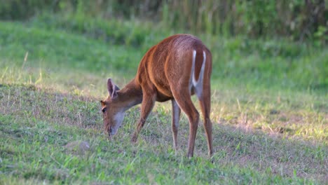 grazing quietly inside khao yai national park, barking deer muntjac, thailand