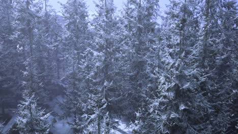 winter forest with snow covered evergreen trees during early morning light