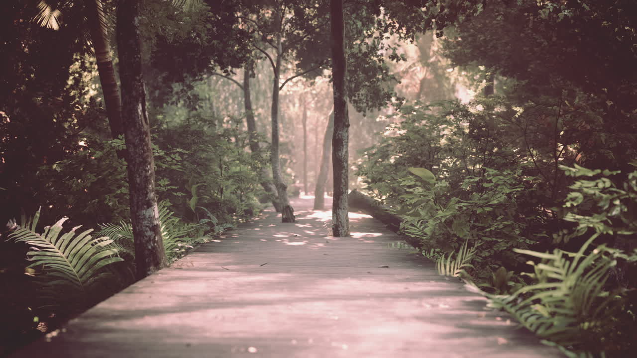 pista de camino de madera de tablas en el parque forestal