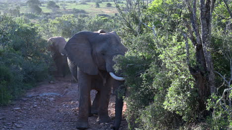 Manada-De-Elefantes-Africanos-Caminando-En-Línea-En-El-Bosque-Hacia-La-Cámara,-Retroiluminada