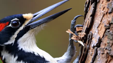 woodpecker foraging on a tree trunk
