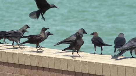 flock of crows stand at concrete