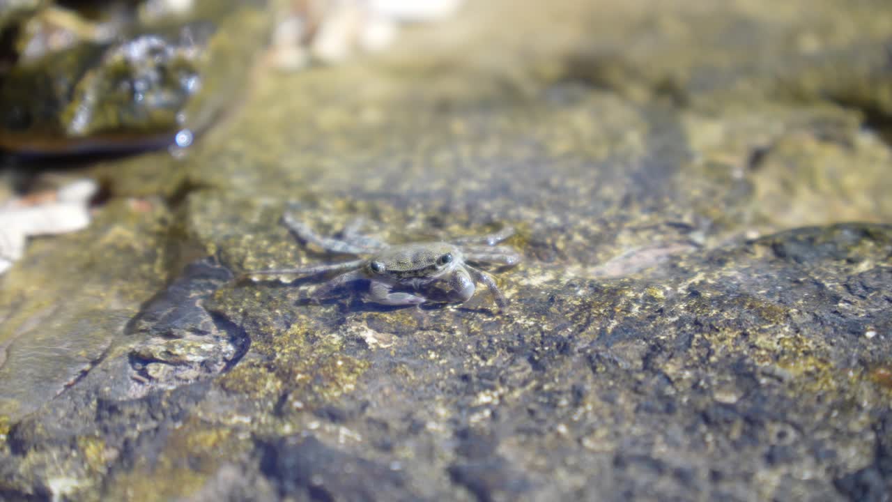 pequeño cangrejo gris comiendo minerales en una piscina de roca poco profunda