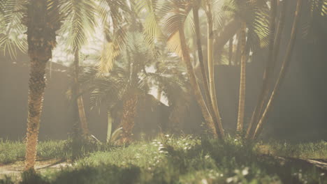 sunlight filtering through palm trees in a serene tropical paradise setting