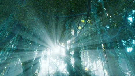 misty rainforest and bright sun beams through trees branches