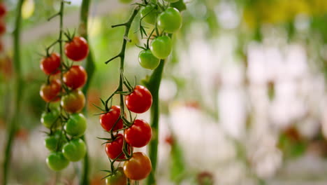 Rot-grüne-Kirschtomate,-Hängende-Zweigpflanze,-Nahaufnahme.-Vegetarische-Mahlzeitenindustrie.